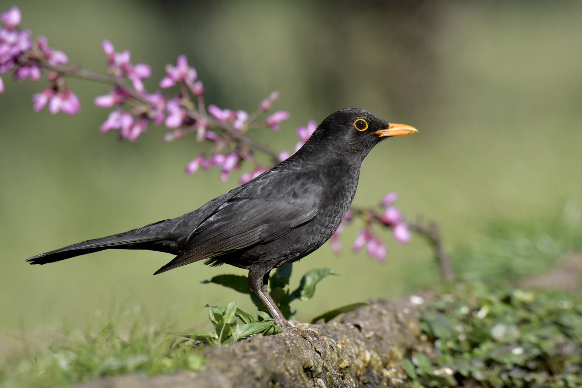 Merlo (Turdus merula)